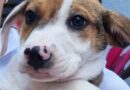 Dia 31 de maio tem Feira de Adoção de Animais no Maxi Shopping Jundiaí