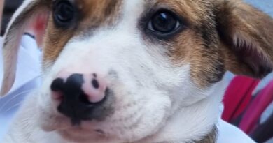 Dia 31 de maio tem Feira de Adoção de Animais no Maxi Shopping Jundiaí