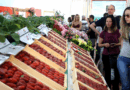 Prepare-se para a Doçura: Tradição, Sabor e Diversão na Festa Mais Esperada da Região