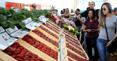Prepare-se para a Doçura: Tradição, Sabor e Diversão na Festa Mais Esperada da Região